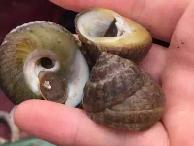 长期大量供应马蹄螺电话图1