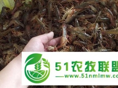 大闸蟹价格 大闸蟹批发 闸蟹图1
