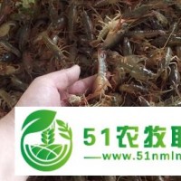 大闸蟹价格 大闸蟹批发 闸蟹