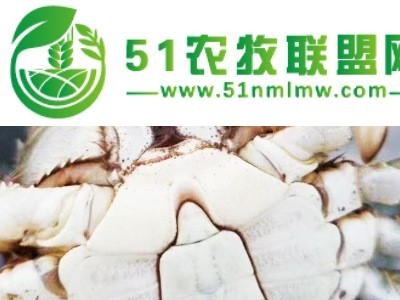 **淡水螃蟹苗图1