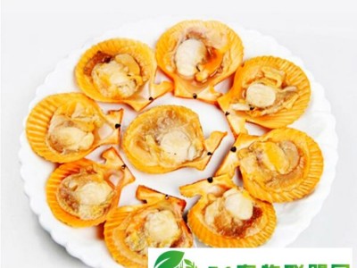 自产自销 吉林半壳扇贝肉图1