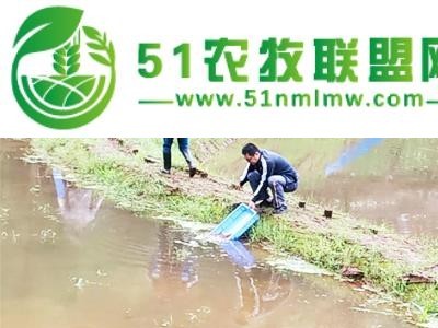 重庆四川小龙虾苗 货到付款图1