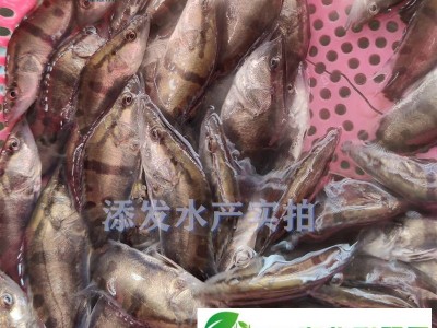 训化吃饲料桂花鱼苗批发_吃饲料桂花鱼苗批发市场_鱼苗基地**_生长速度快图1