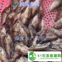 训化吃饲料桂花鱼苗批发_吃饲料桂花鱼苗批发市场_鱼苗基地**_生长速度快