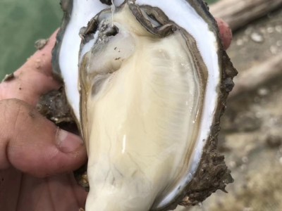 北海生蚝批发 生蚝养殖场在哪图1