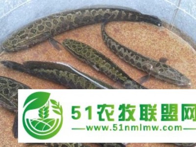 黑鱼图1