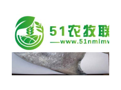 金鲳鱼批量销售图1