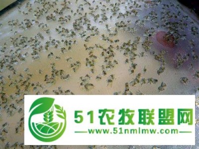 衡阳扣蟹苗合作社图1