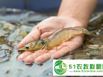 湖北华沃生态农业有限公司：大棚养虾的利润与成本分析图1