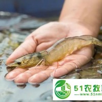 湖北华沃生态农业有限公司：大棚养虾的利润与成本分析