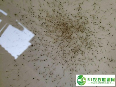 山东地区淡水南美对虾苗批发 *传授养殖技术图1