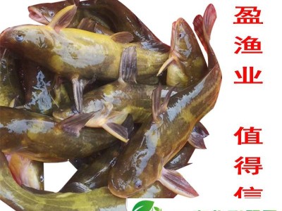 黄骨鱼苗 淡水养殖良品种 生长快 运输耐活 支持少量发货图1