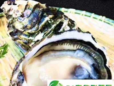 山东生蚝乳山蚝有批发市场2倍3倍体规格齐全图1