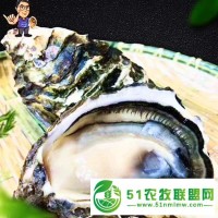 山东生蚝乳山蚝有批发市场2倍3倍体规格齐全