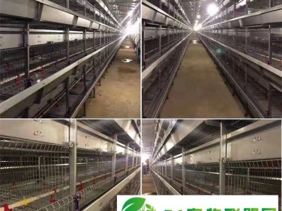 层叠框架蛋鸡笼热镀锌鸡笼皮带清粪一体设计欢迎来电质询图1