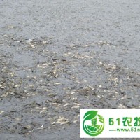 鱼苗批发可以选择桂林市鸿飞渔场