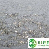 鱼苗批发可以选择桂林市鸿飞渔场