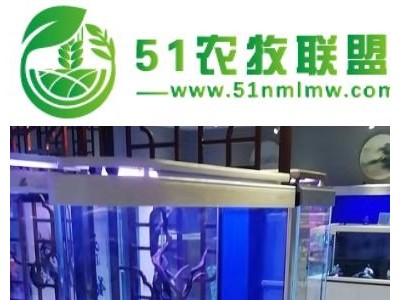 济南槐荫区鱼病线上诊断图1