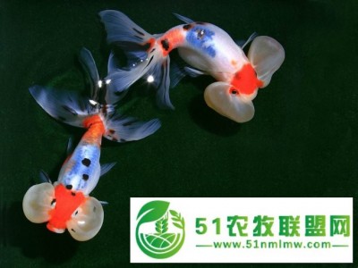 五花水泡金鱼活体鱼冷水鱼淡水鱼自家鱼场**批发鱼苗徐州金鱼 金鱼养殖场 金鱼鱼苗图1