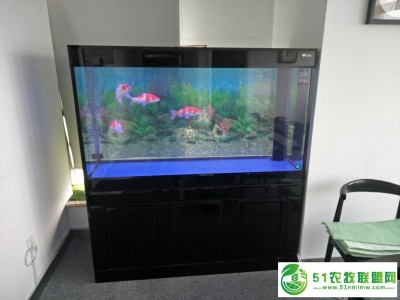 济南高新区龙奥天街鱼缸清洗换水图1