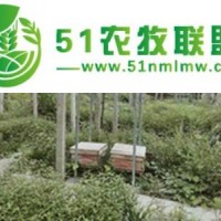 蜜蜂养殖技术，怎么给蜜蜂喂水