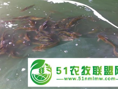 渔添下10号水产养殖图1