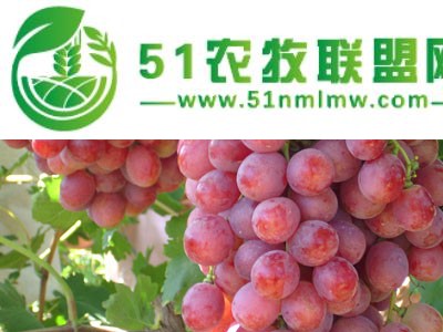 葡萄树苗 巨峰葡萄苗价格 山西绛县葡萄苗基地图1