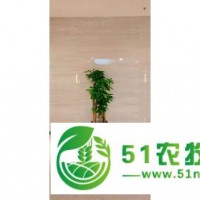 静安区租赁值得** **咨询 上海鑫武景观绿化供应