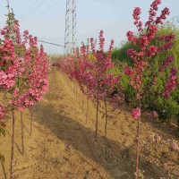 大连苗圃大连苗木大连绿化苗 大连黄杨