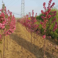 大连苗圃大连苗木大连绿化苗 大连黄杨