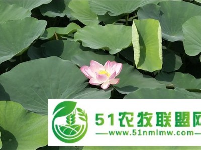 保定荷花苗基地-荷花苗价格-荷花苗厂家-万荷环保图1