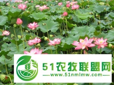 **香蒲苗,赤城**荷花苗批发选择鈿地水生图1