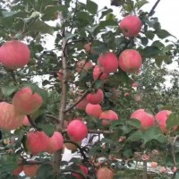 【苹果苗价格】苹果苗什么品种较好