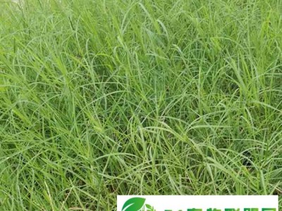 贵州贵阳狗牙根种子护坡固土草籽耐践踏草坪百慕大草种批发图1
