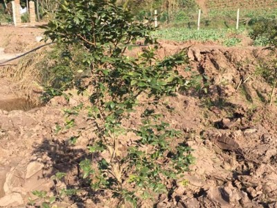 2年栽，四川嘉宝果|树葡萄|树苗批发|种植培训|价格优惠图1
