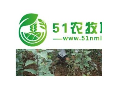 玉兰嫁接工人.玉兰嫁接队伍.玉兰嫁接.玉兰小苗嫁接图1
