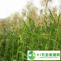 大量供应蒲草，芦苇苗，荷花苗，香蒲苗