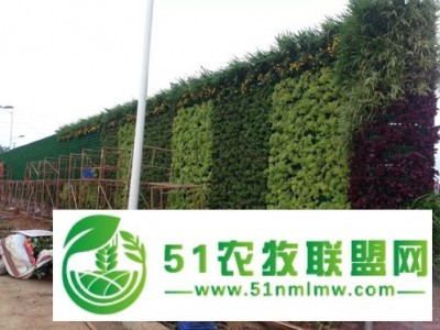 株洲植物墙绿化｜株洲植物墙景观厂家｜株洲植物墙景观工程图1