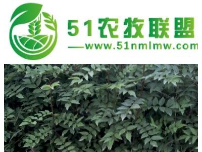供应韩城大红袍花椒苗图1