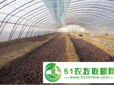 紫薯苗的种植方法图1