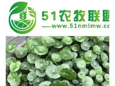 无土栽培陶粒 水培蔬菜无土栽培图1