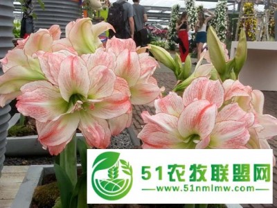 北京供应荷兰进口朱*红种球 圃朗特朱*红 重瓣 进口 大种球 粉色/白边图1