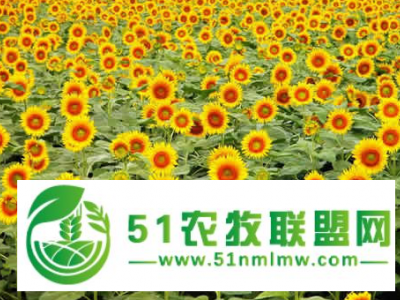 向日葵种子价格和品种图1