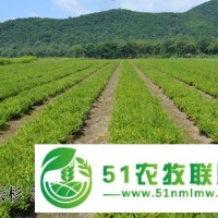 吉林红皮云杉