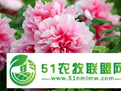 观赏牡丹 牡丹苗图1