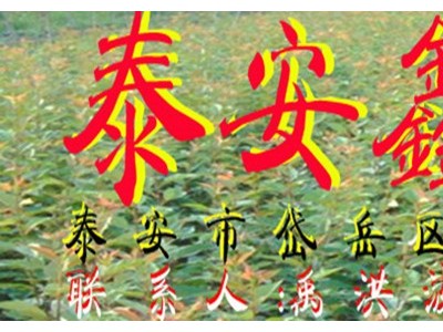 山东泰安樱花订购电话图1