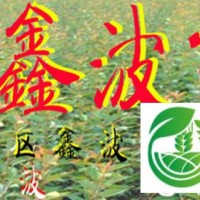 山东泰安樱花订购电话