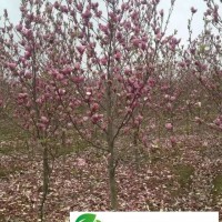安徽合肥主产苗木红花玉兰，肥西紫玉兰地径2-12公分价格图片