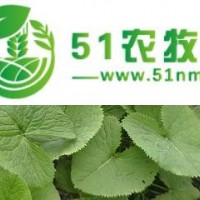 应供应山野菜马蹄叶种子