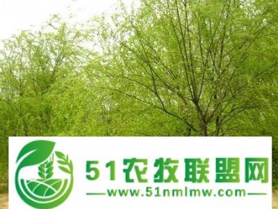 辽宁沈阳 销售 金丝垂柳销售图1